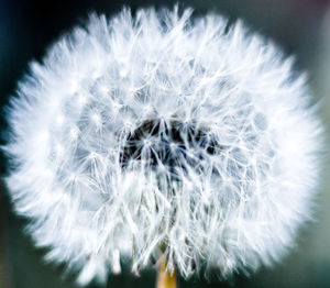 Close-up of white dandelion flower