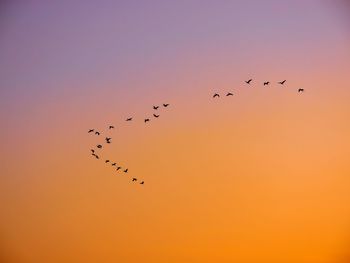 Low angle view of birds flying in sky