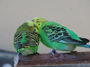 Close-up of parrot perching on a leaf