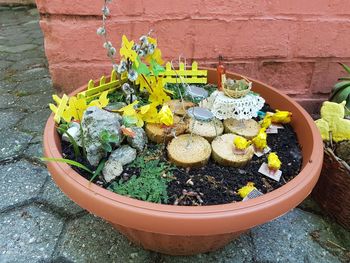 High angle view of potted plant