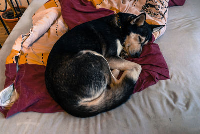 Dog lying on floor