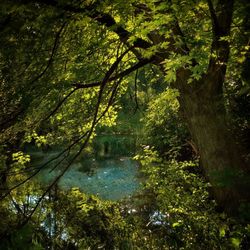 Scenic view of forest