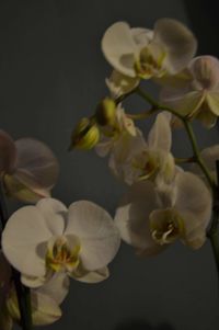 Close-up of white flowers