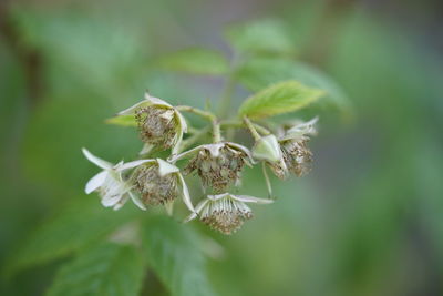 Close-up of wilted flower