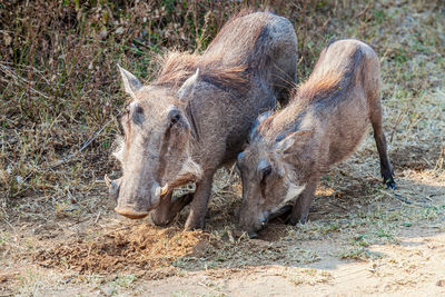 Common warthog or phacochoerus africanus digging for food