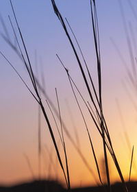 Close-up of stalks in field against sunset sky