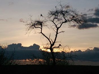 Bare trees on landscape at sunset