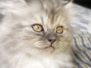 Close-up portrait of a cat