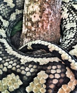 Close-up of snake