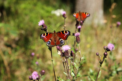 Close-up of butterfly pollinating on flower