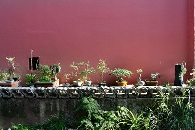 Plants against built structure