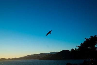 Silhouette bird flying over sea against clear sky