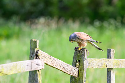 Kestrel, Falco