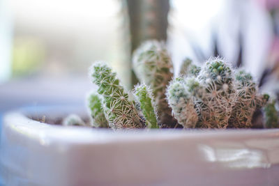 Close-up of cactus in potted plant