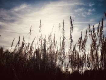 Low angle view of trees against sky during sunset