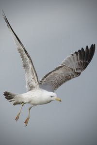 Seagulls flying in the sky