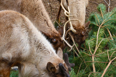 Deer in a field