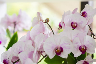 Close-up of pink flowers blooming outdoors