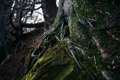 Close-up of moss on tree trunk