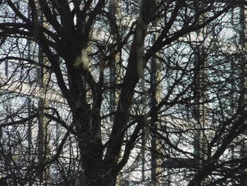 Low angle view of silhouette trees in forest against sky