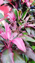 Close-up of flowers blooming outdoors