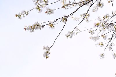 Low angle view of cherry blossom tree