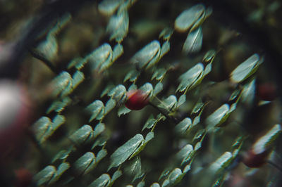 Full frame shot of plants