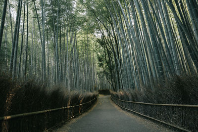 Footpath amidst trees in forest