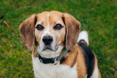 Close-up portrait of dog