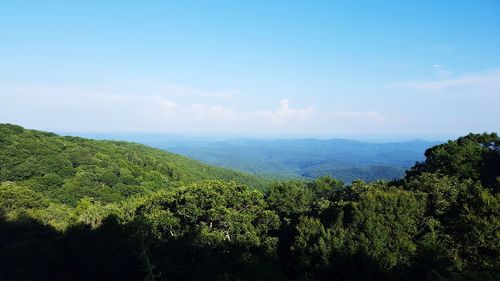 Scenic view of forest against sky