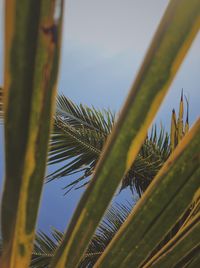 Low angle view of palm tree against sky