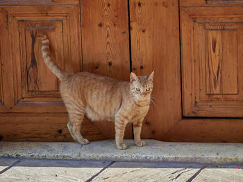 Domestic cat at the door of an old house