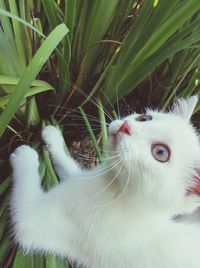 Close-up portrait of cat