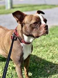 Close-up of a dog looking away