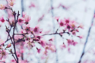 Low angle view of pink cherry blossom