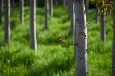 Close-up of insect on a land