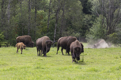 Herd of american bisons walking on grass with trees in the background