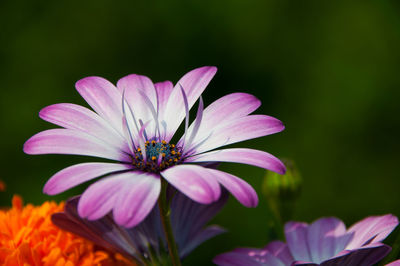 Close-up of purple flower