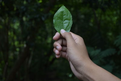 Midsection of person holding plant