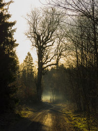 Road amidst trees in forest against sky