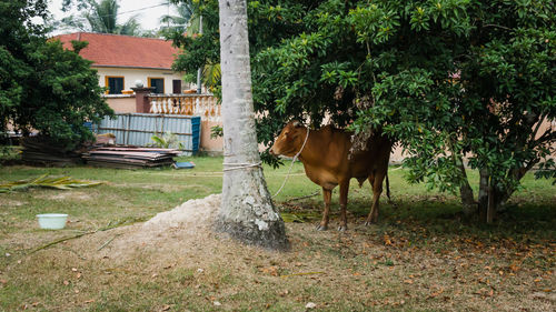 Horse standing in a garden