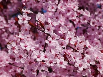 Close-up of pink cherry blossoms in spring