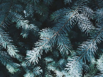 Low angle view of pine tree