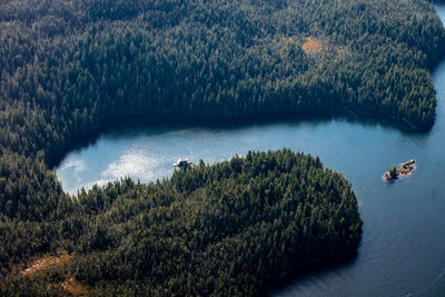 High angle view of river amidst trees in forest