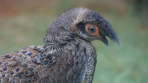 Close-up of a bird