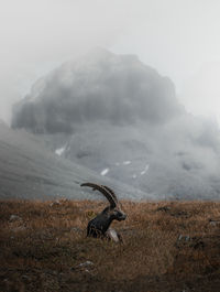 View of horse on land