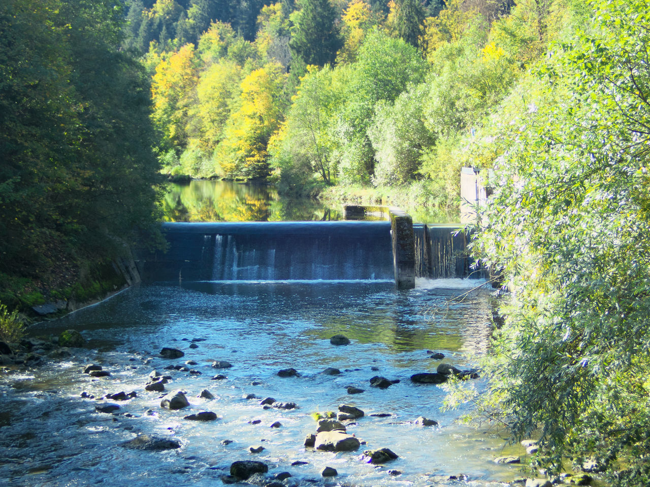 SCENIC VIEW OF RIVER IN FOREST