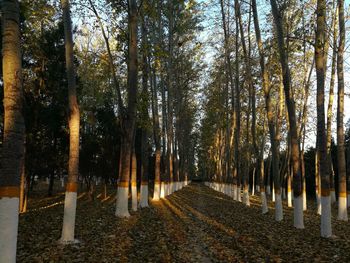 Trees in forest during autumn