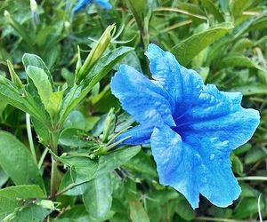 Close-up of blue flower