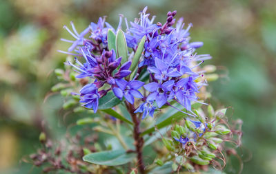 Close-up of purple flowering plant